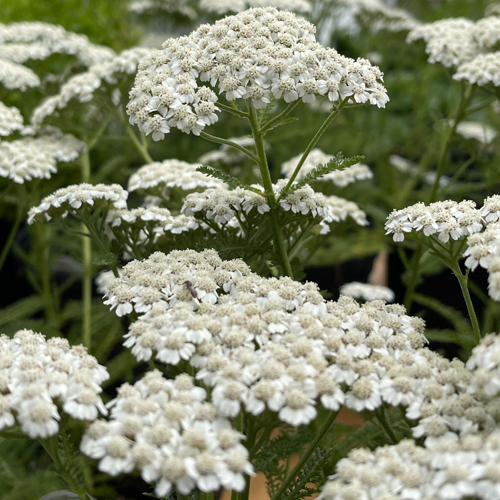 Achillea – New Vintage White Yarrow