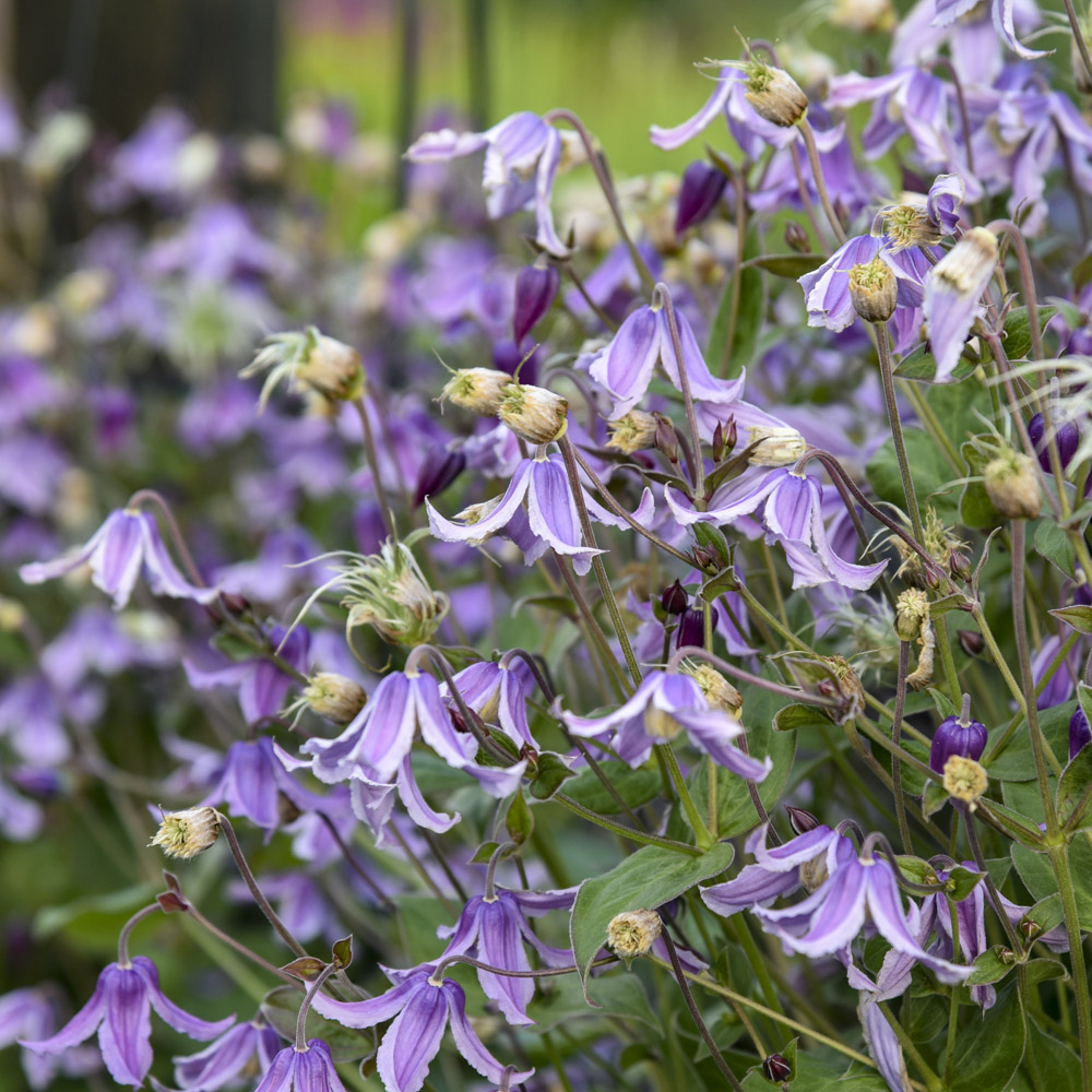 Clematis – Stand By Me Lavender Bush Clematis