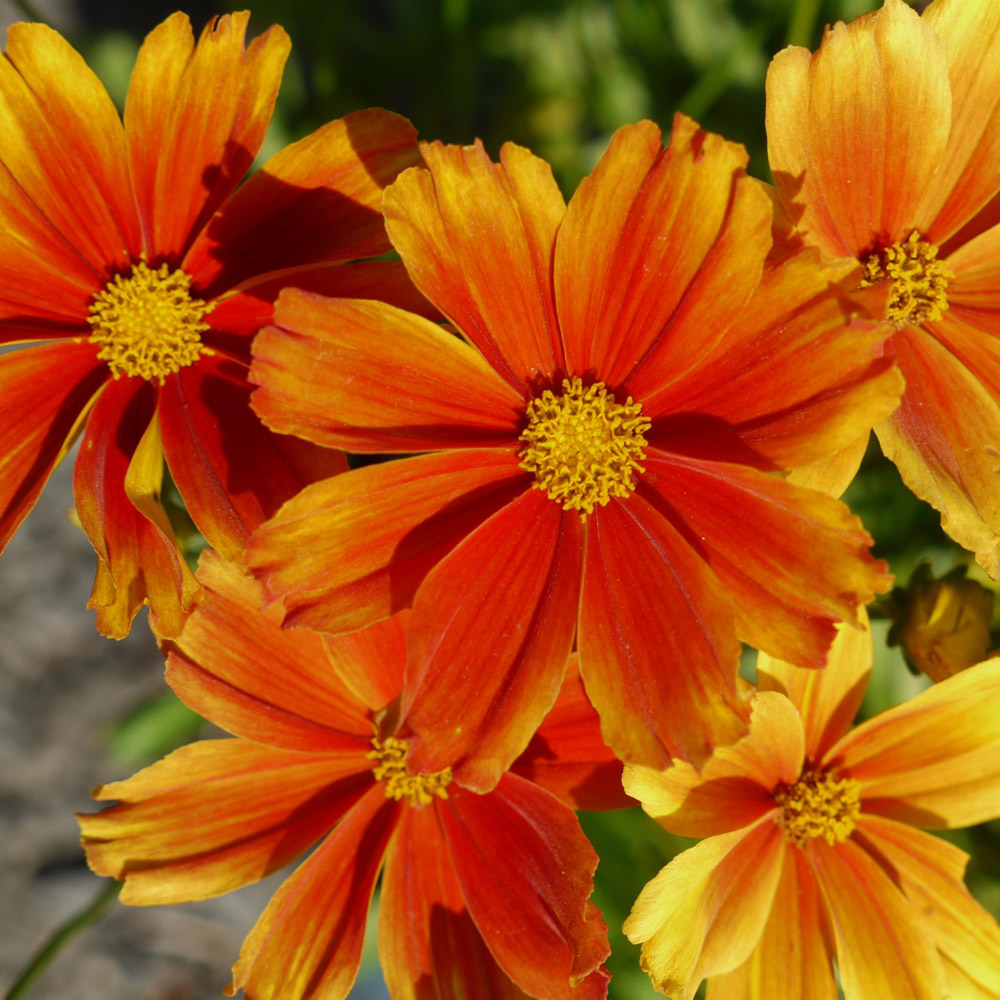 Coreopsis – Li’l Bang Darling Clementine Tickseed