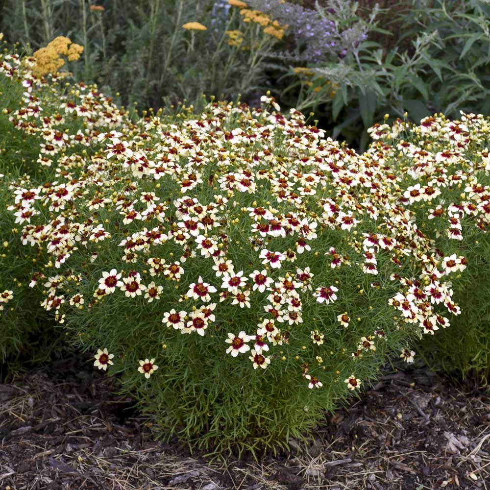 Coreopsis – Sizzle & Spice Red Hot Vanilla Tickseed