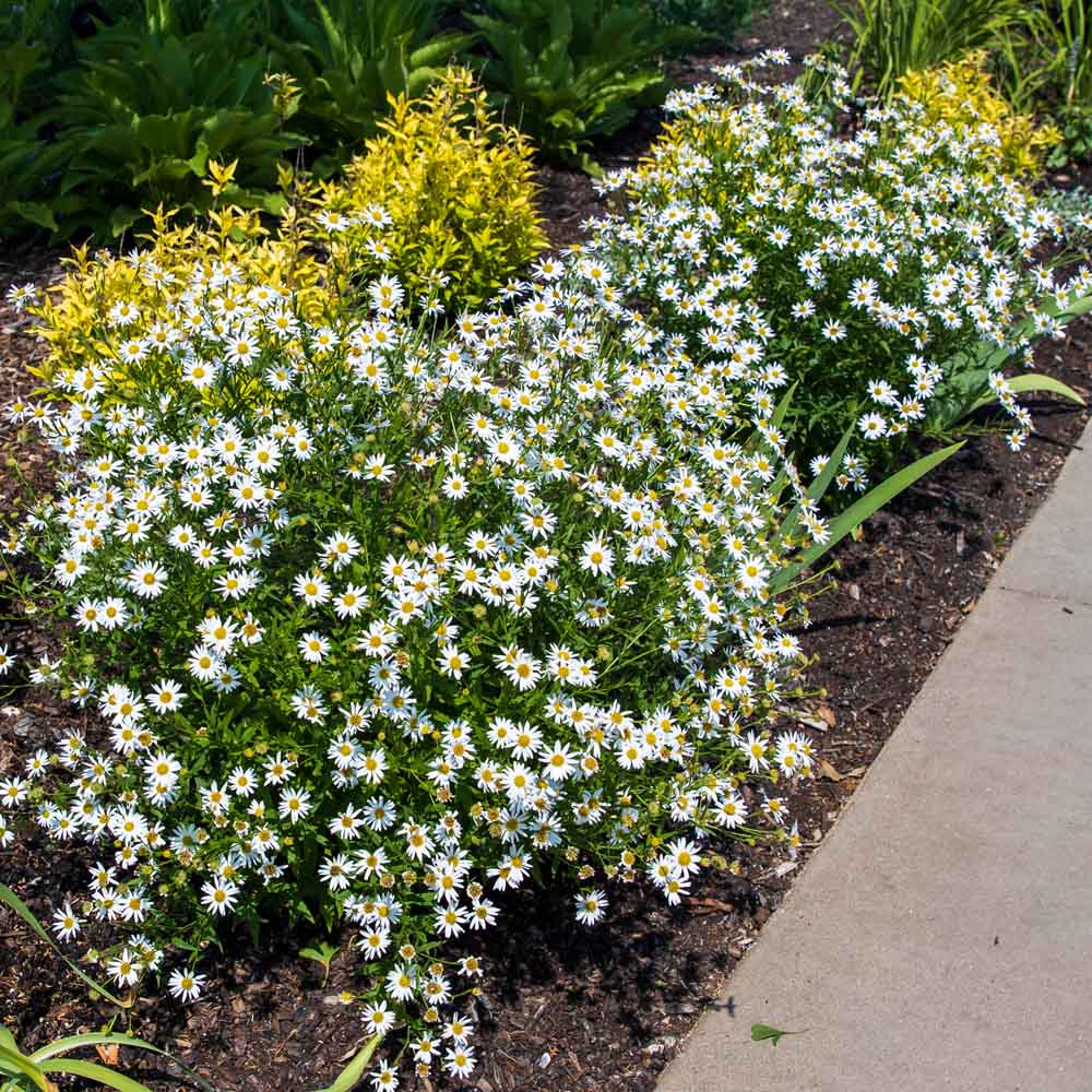 Herb Scissors - Sugar Creek Gardens