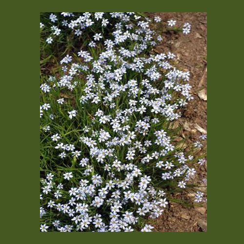Sisyrinchium nashii – Suwannee Blue-Eyed Grass