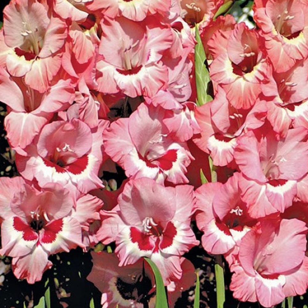 Gladiolus Wine and Roses - Sugar Creek Gardens