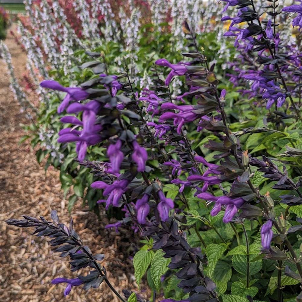 Salvia Purple & Bloom - Anise Scented Sage - Sugar Creek Gardens