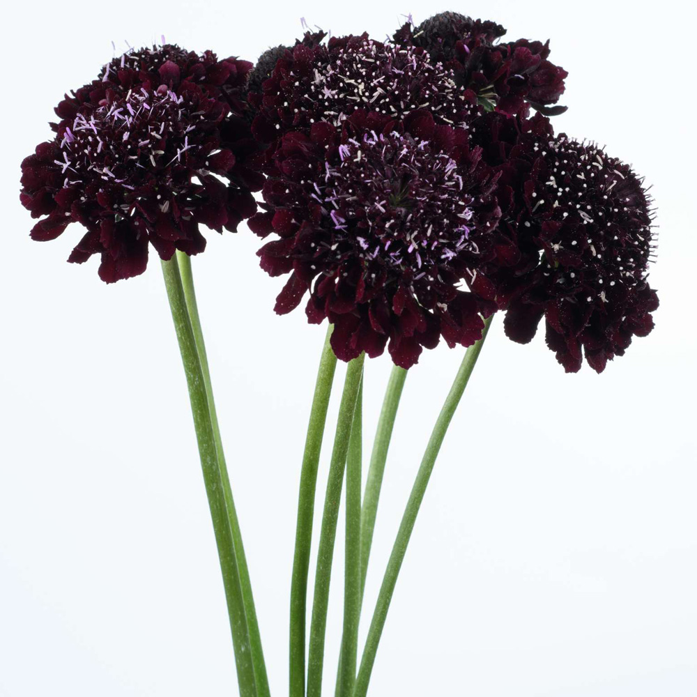Scabiosa – Scoop Blackberry Pincushion Flower