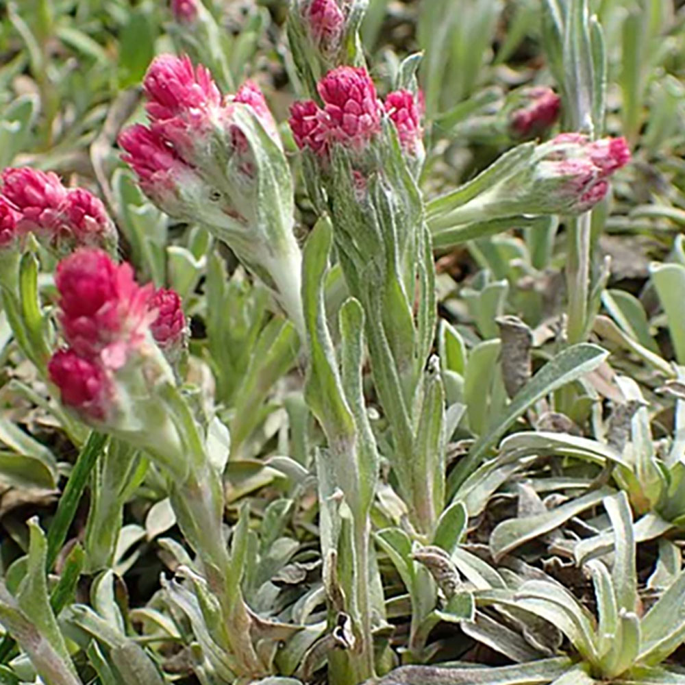 Antennaria dioica Rubra – Red Pussytoes