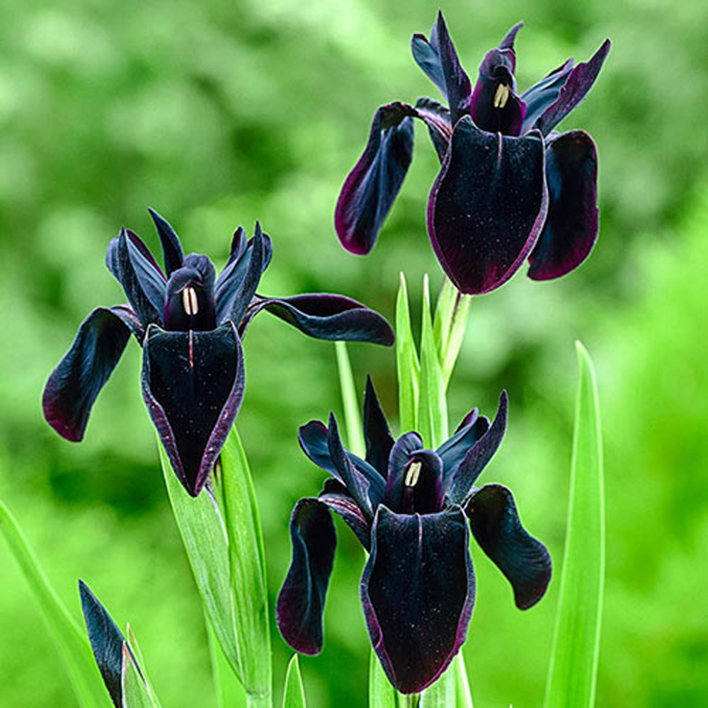 Iris chrysopraphes – Black Iris