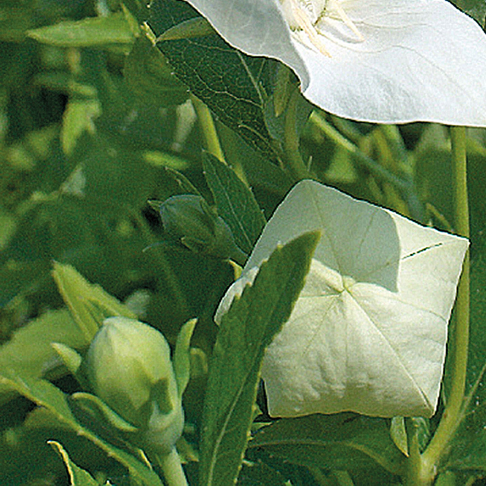 Platycodon grandiflorus – Fuji White Balloon Flower