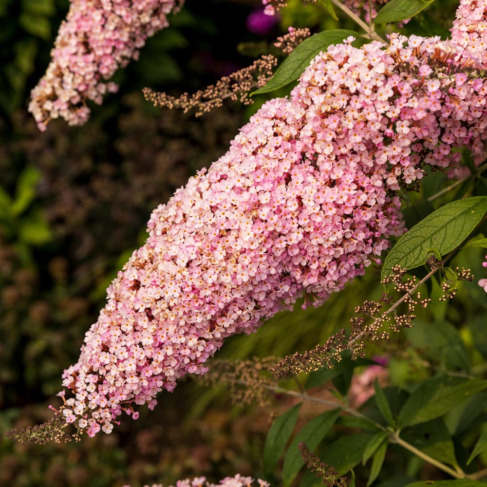 Buddleia – Pink Cascade II Butterfly Bush