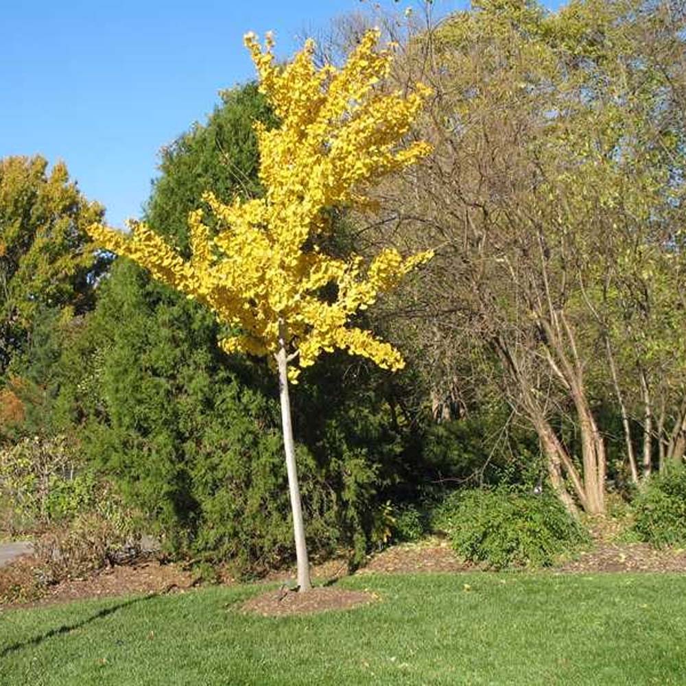 Ginkgo – Princeton Sentry Maidenhair Tree