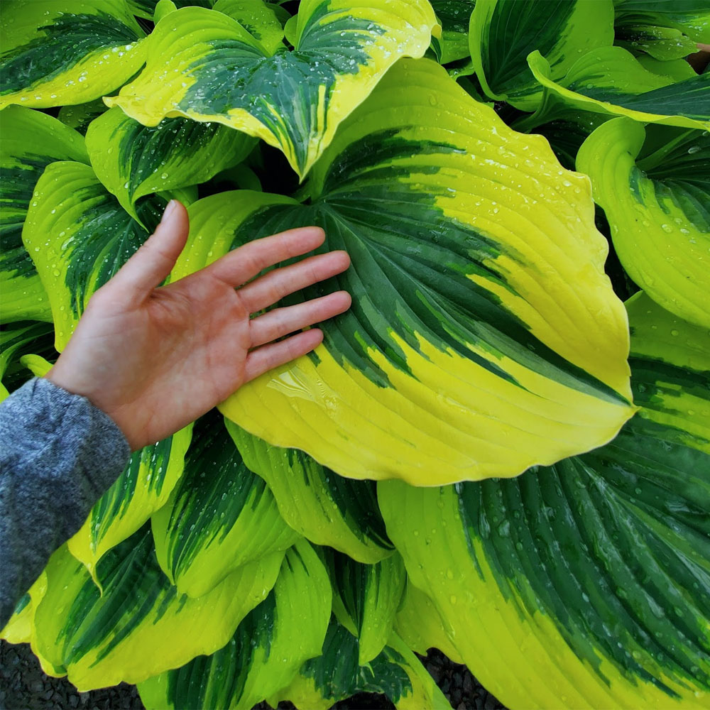 Hosta Liberty