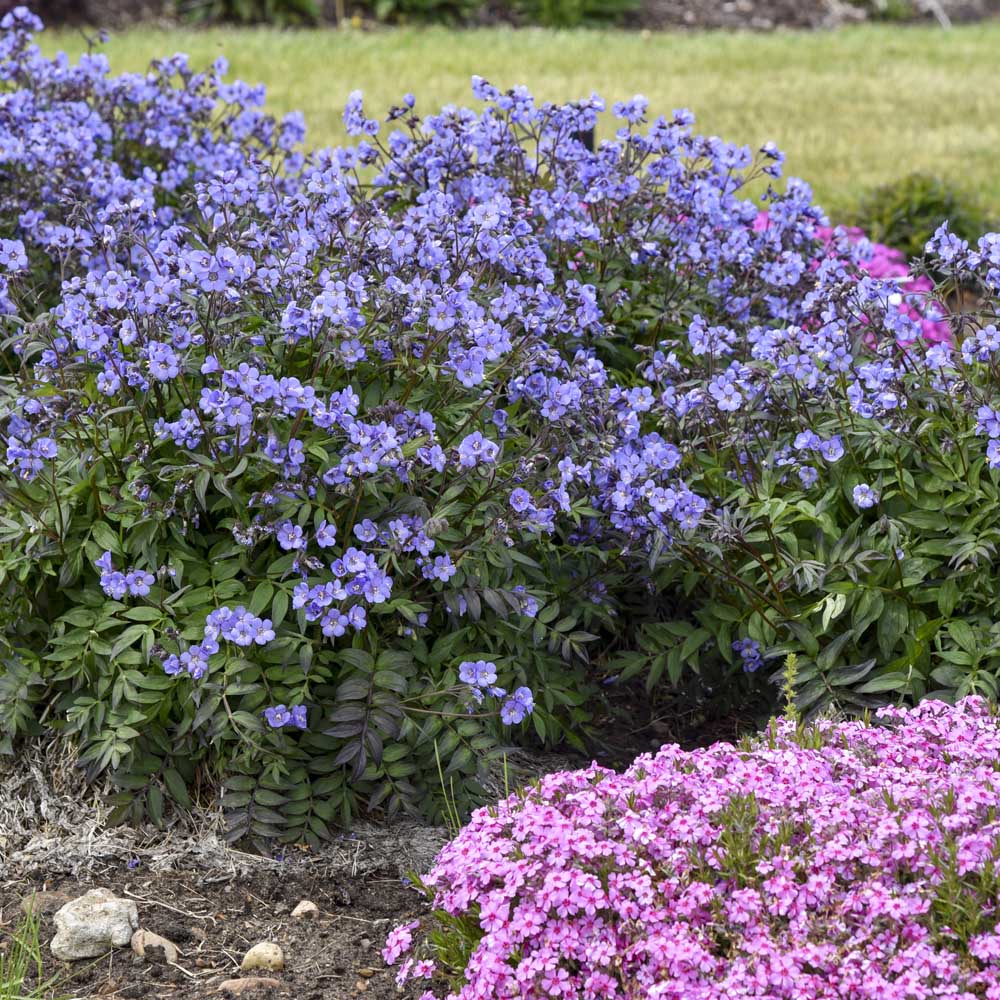 Polemonium - Heaven Scent Jacob’s Ladder - Sugar Creek Gardens