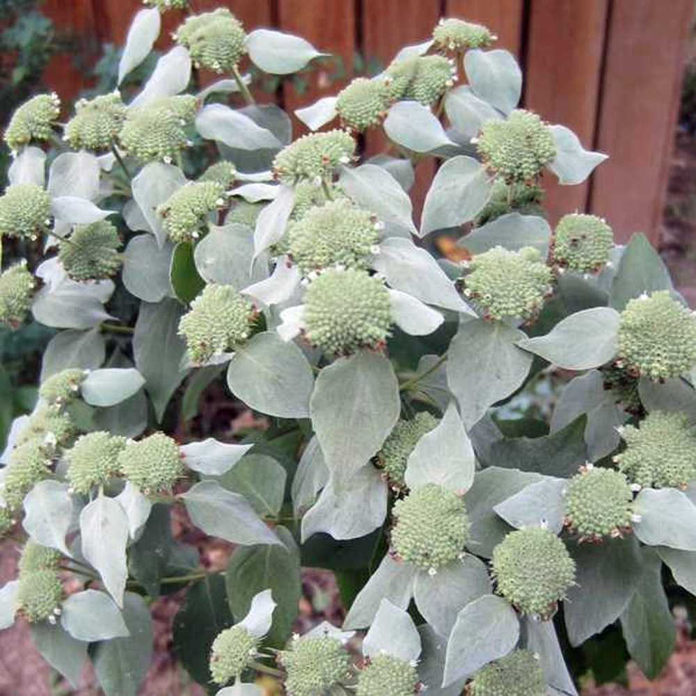 Pycnanthemum muticum – Blunt Mountain Mint