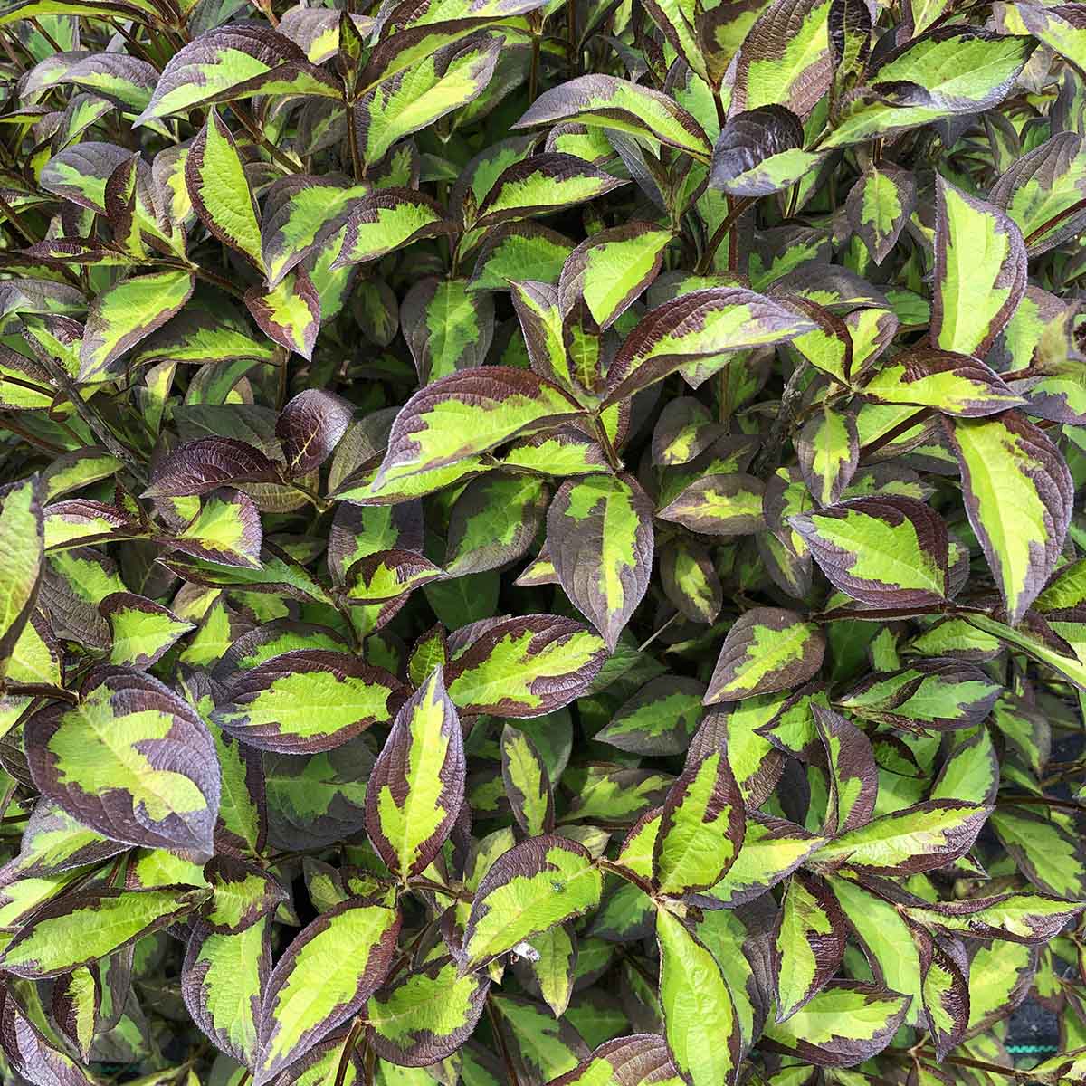 Weigela Vinho Verde - Sugar Creek Gardens Sugar Creek Gardens