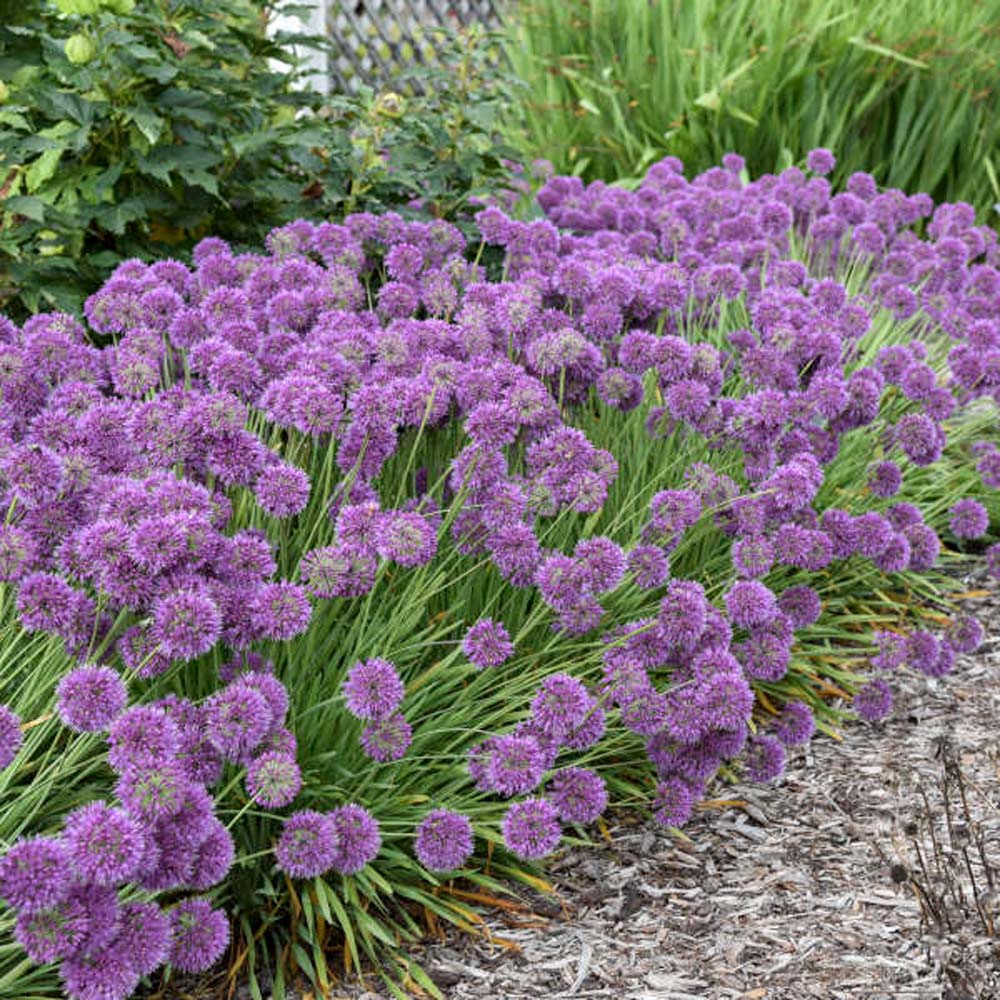Allium – Lavender Bubbles Ornamental Onion