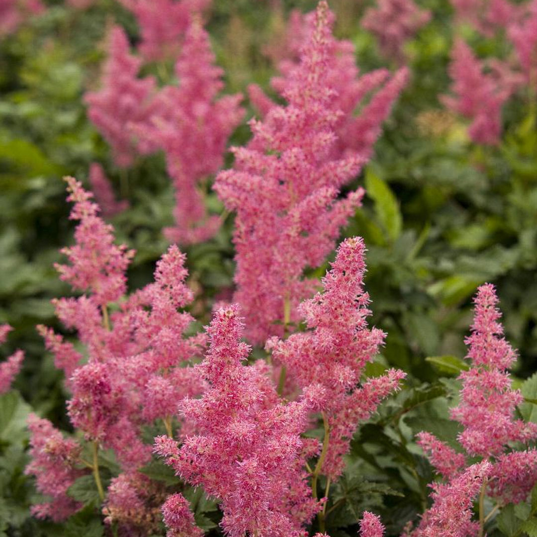 Astilbe - Rheinland Japanese Astilbe - Sugar Creek Gardens