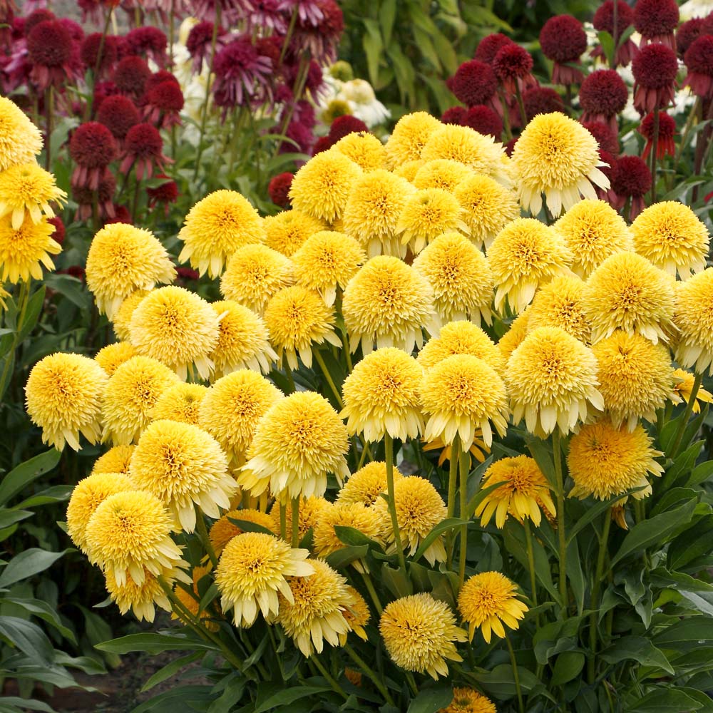 Echinacea - Cara Mia Yellow Coneflower - Sugar Creek Gardens