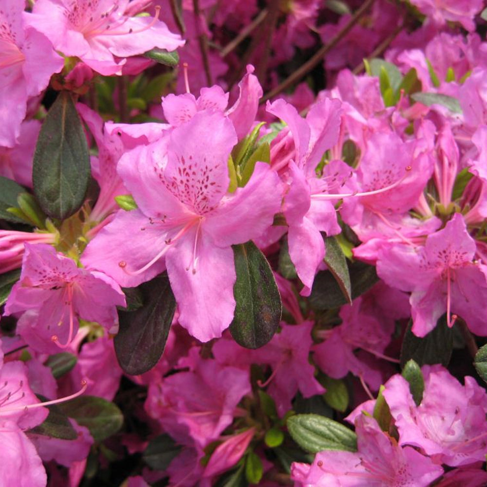 Azalea Girard's Karen - Sugar Creek Gardens