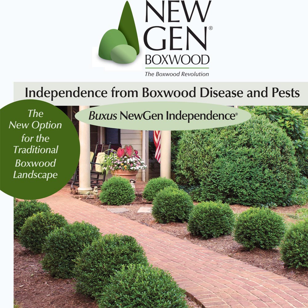 Buxus - NewGen Independence Boxwood - Sugar Creek Gardens