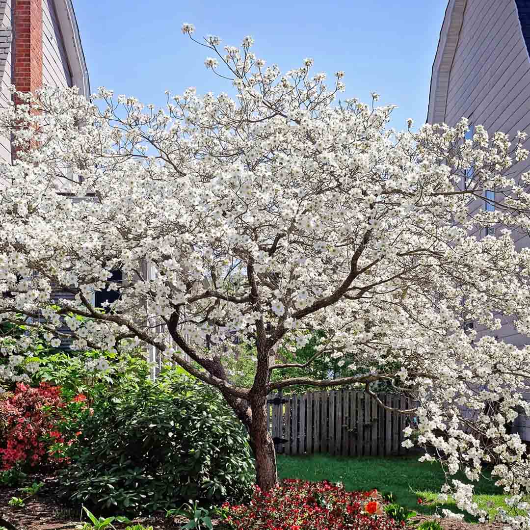 Cornus florida – Cherokee Princess Dogwood Tree