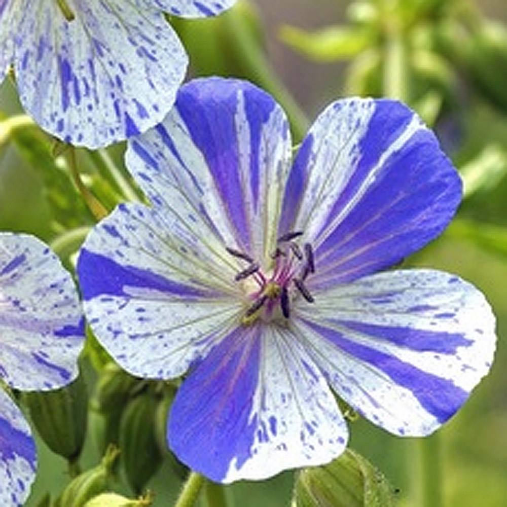 Geranium – Delf Blue Meadow Cranesbill