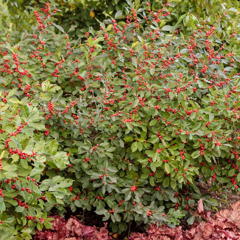 Ilex – Berry Heavy Female Winterberry