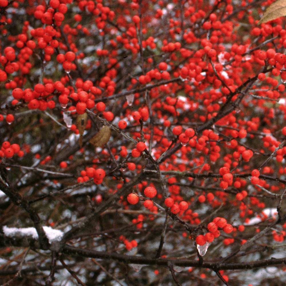 Ilex - Berry Heavy Female Winterberry - Sugar Creek Gardens