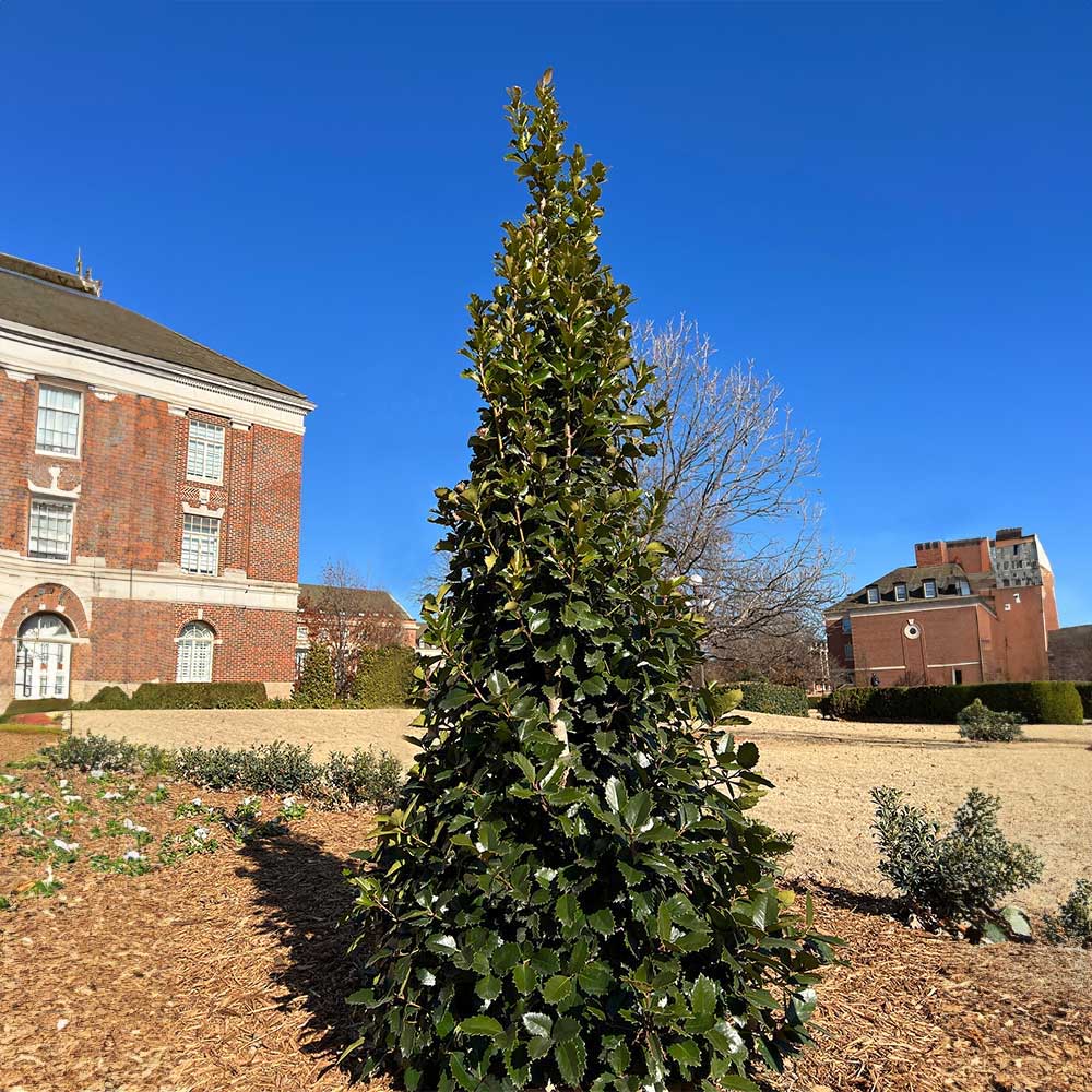 ilex-monarch-holly-sugar-creek-gardens