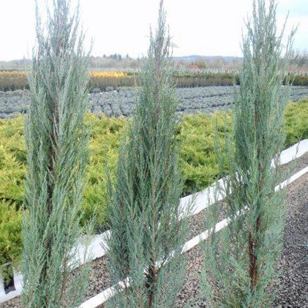 Juniperus – Blue Arrow Juniper