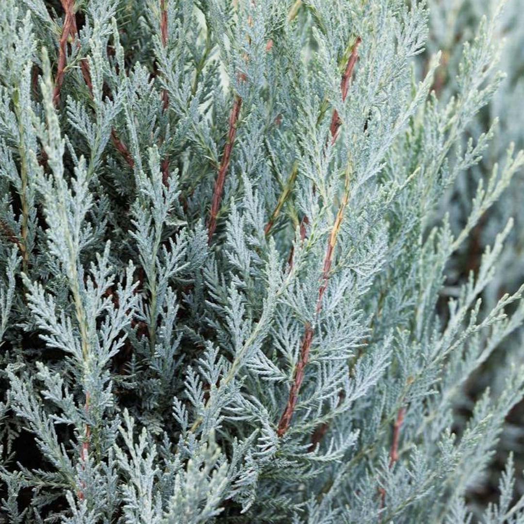 Juniperus – Moonglow Juniper