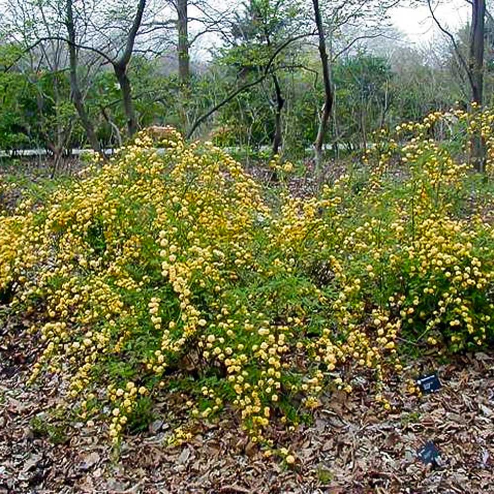 Kerria – Pleniflora Japanese Kerria