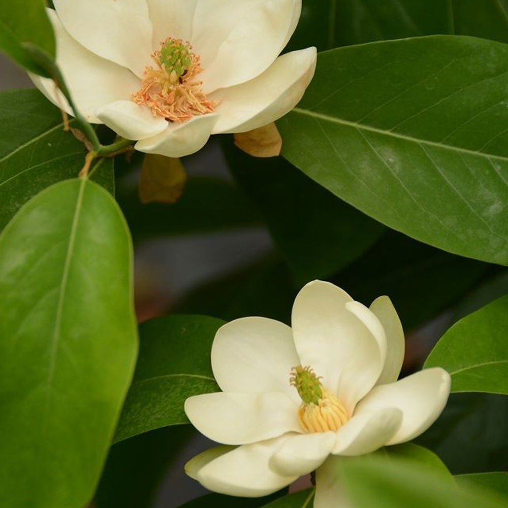 Magnolia virginiana – Glauca Sweet Bay Magnolia