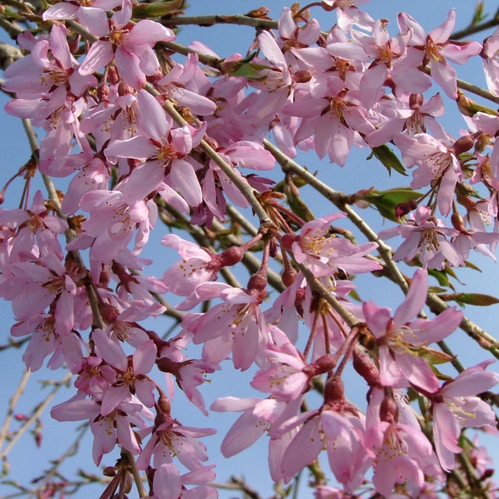 Prunus – Pink Snow Showers Weeping Cherry Tree