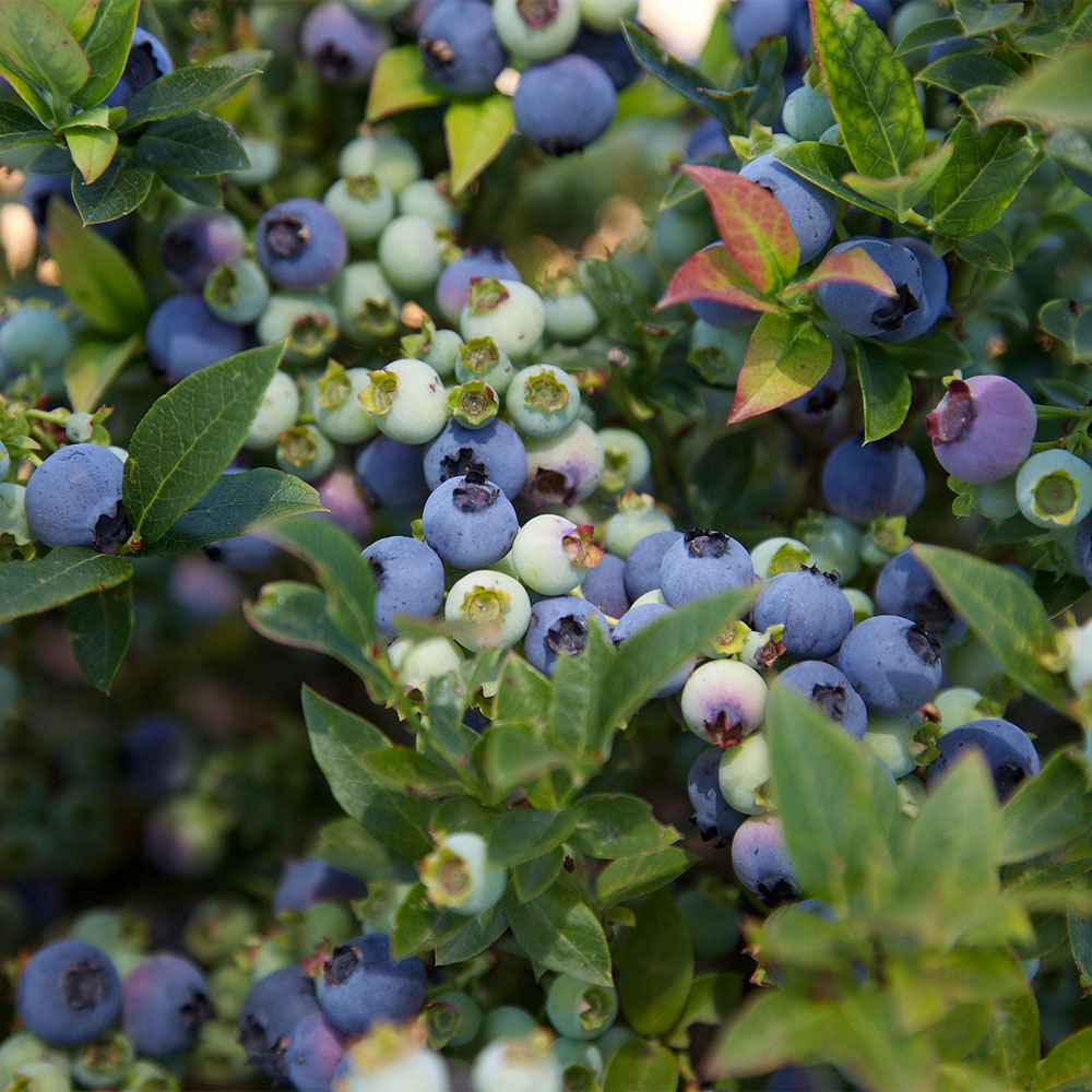 Vaccinium – Jelly Bean Blueberry Bush
