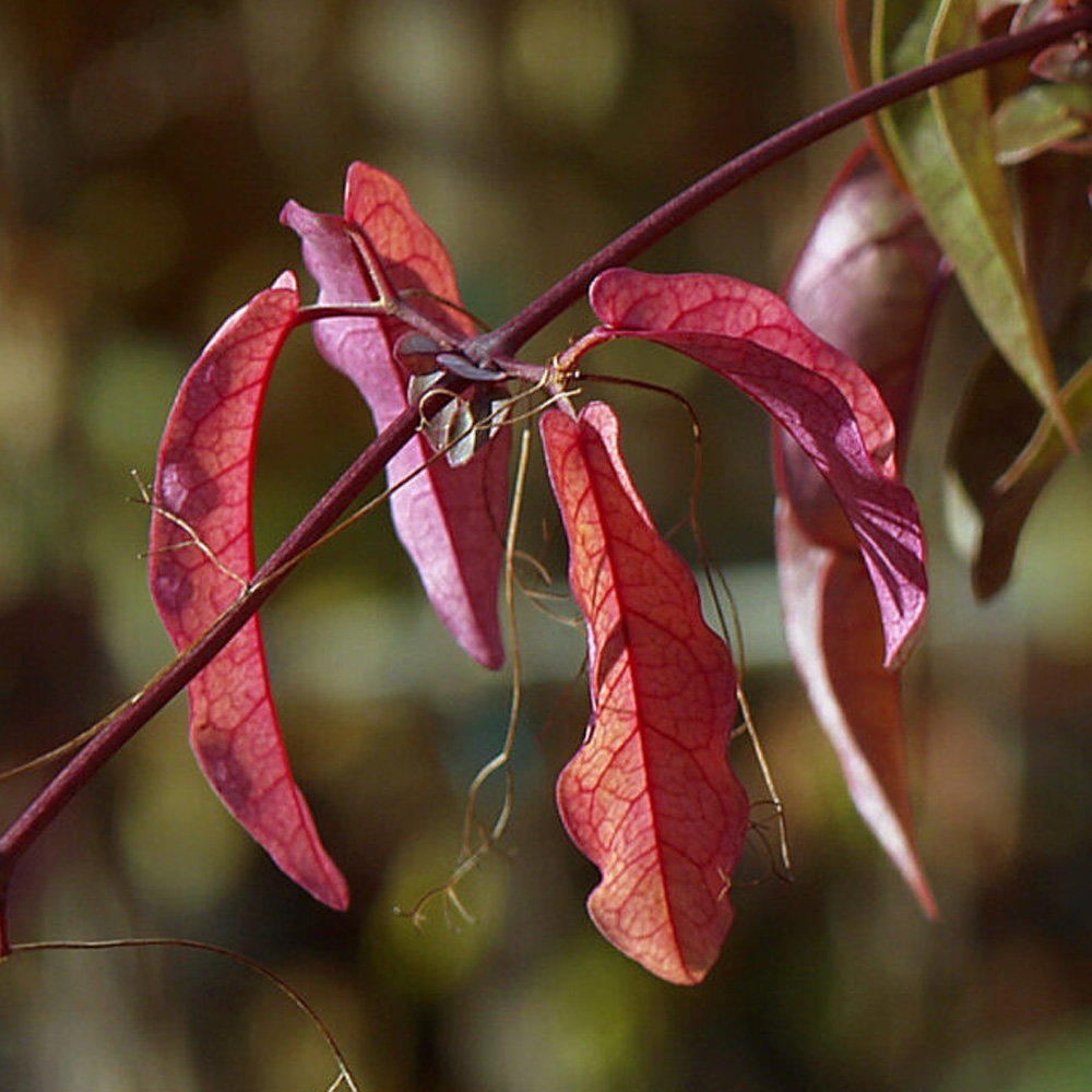 Bignonia capreolata – Cross Vine