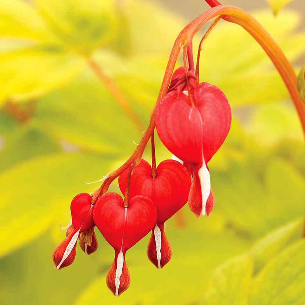 Dicentra spectabilis - Ruby Heart Old Fashioned Bleeding Heart - Sugar ...