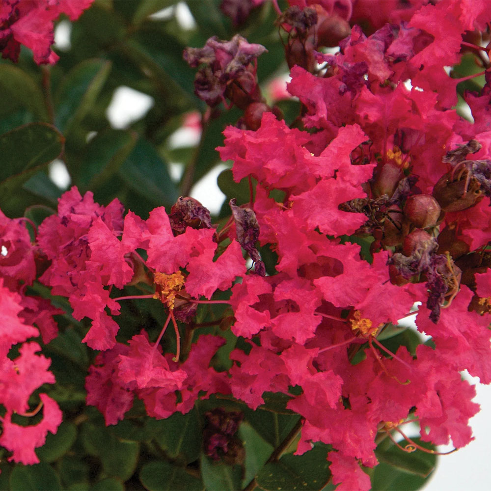 Lagerstroemia - Bellini Raspberry Crapemyrtle - Sugar Creek Gardens