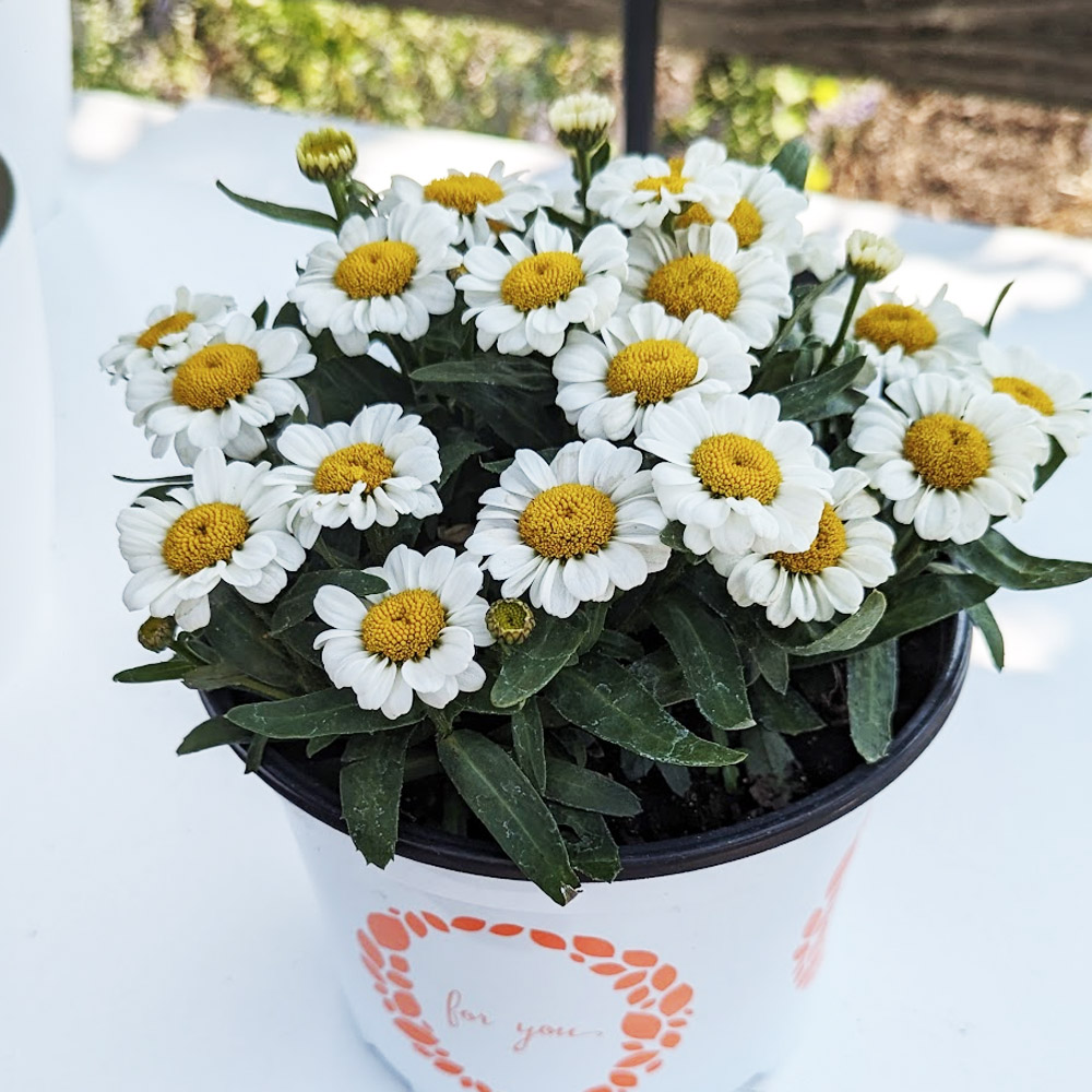 Leucanthemum – Sweet Daisy Shelly Shasta Daisy