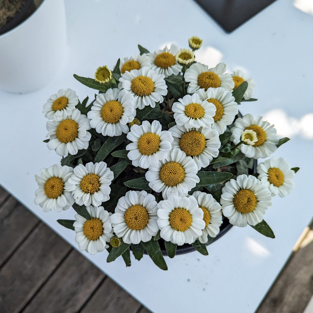 Leucanthemum – Sweet Daisy Shelly Shasta Daisy