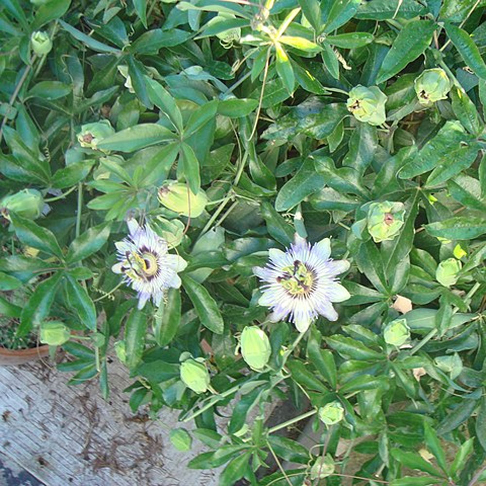 Passiflora caerulea – Maypop