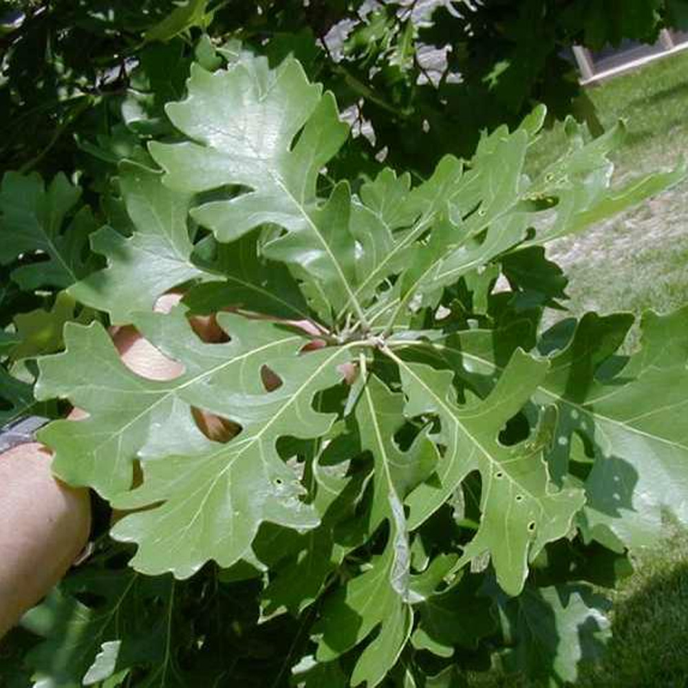 Quercus macrocarpa – Bur Oak