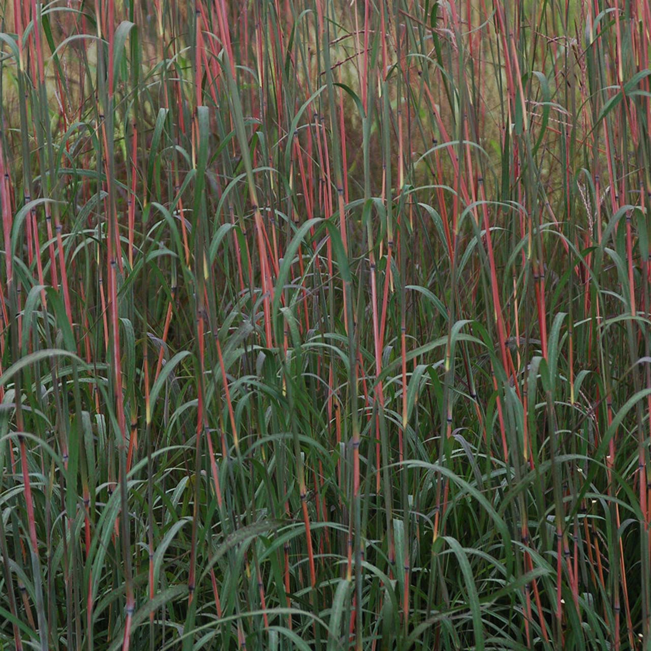 Andropogon – Holy Smoke Big Blue Stem Grass