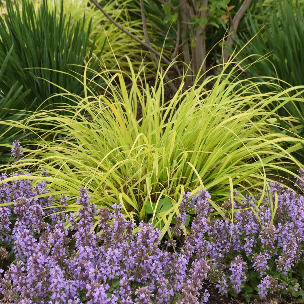 Pennisetum – Lemon Squeeze Fountain Grass