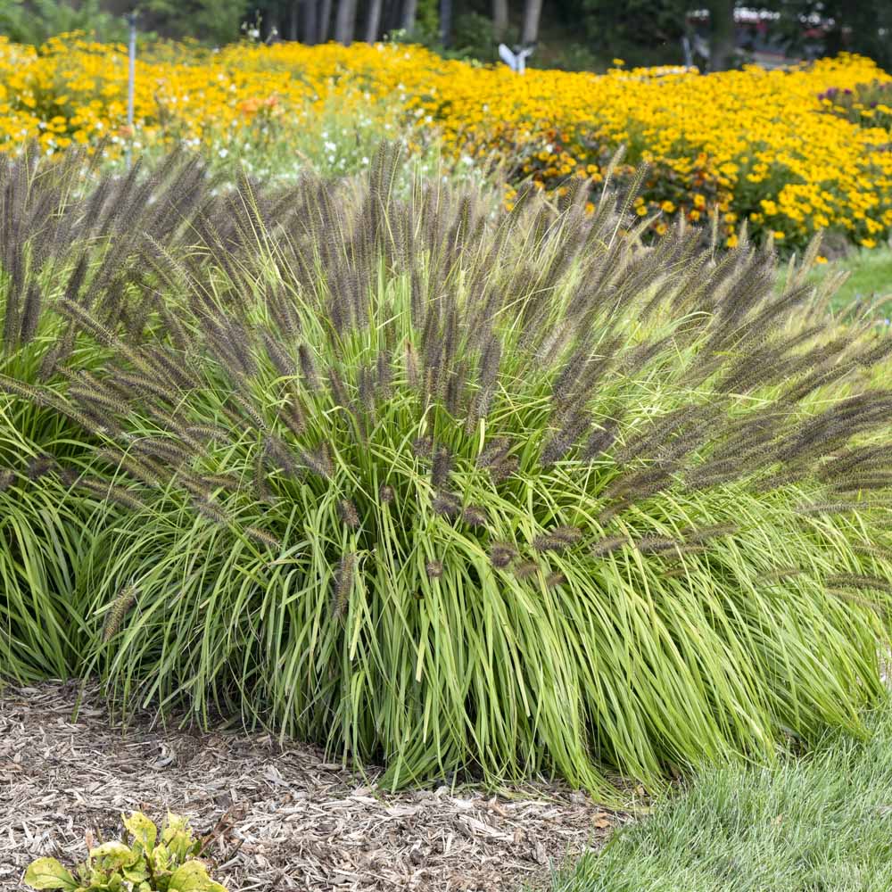 Pennisetum – Lemon Squeeze Fountain Grass