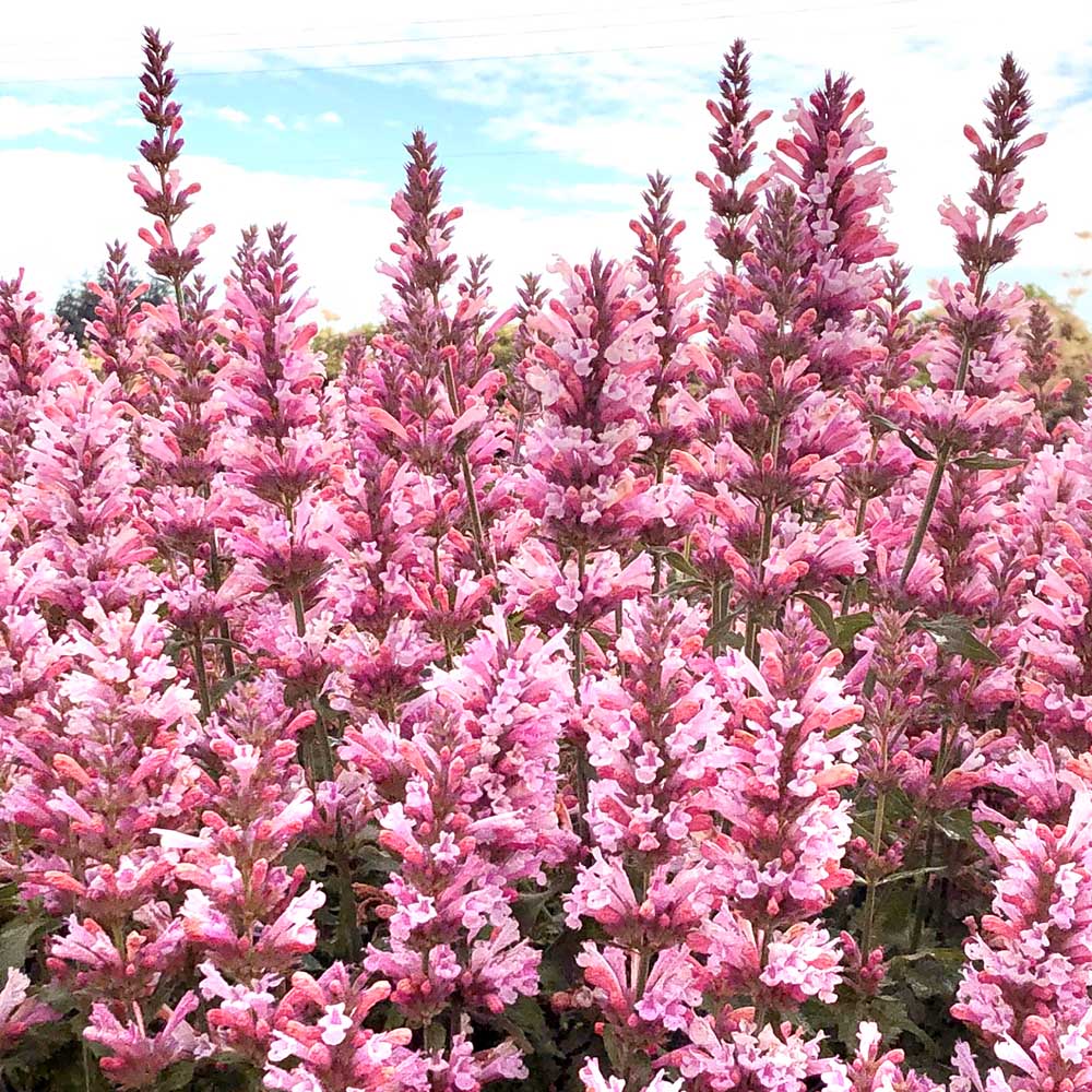 Agastache - Pink Pearl Hummingbird Mint - Sugar Creek Gardens