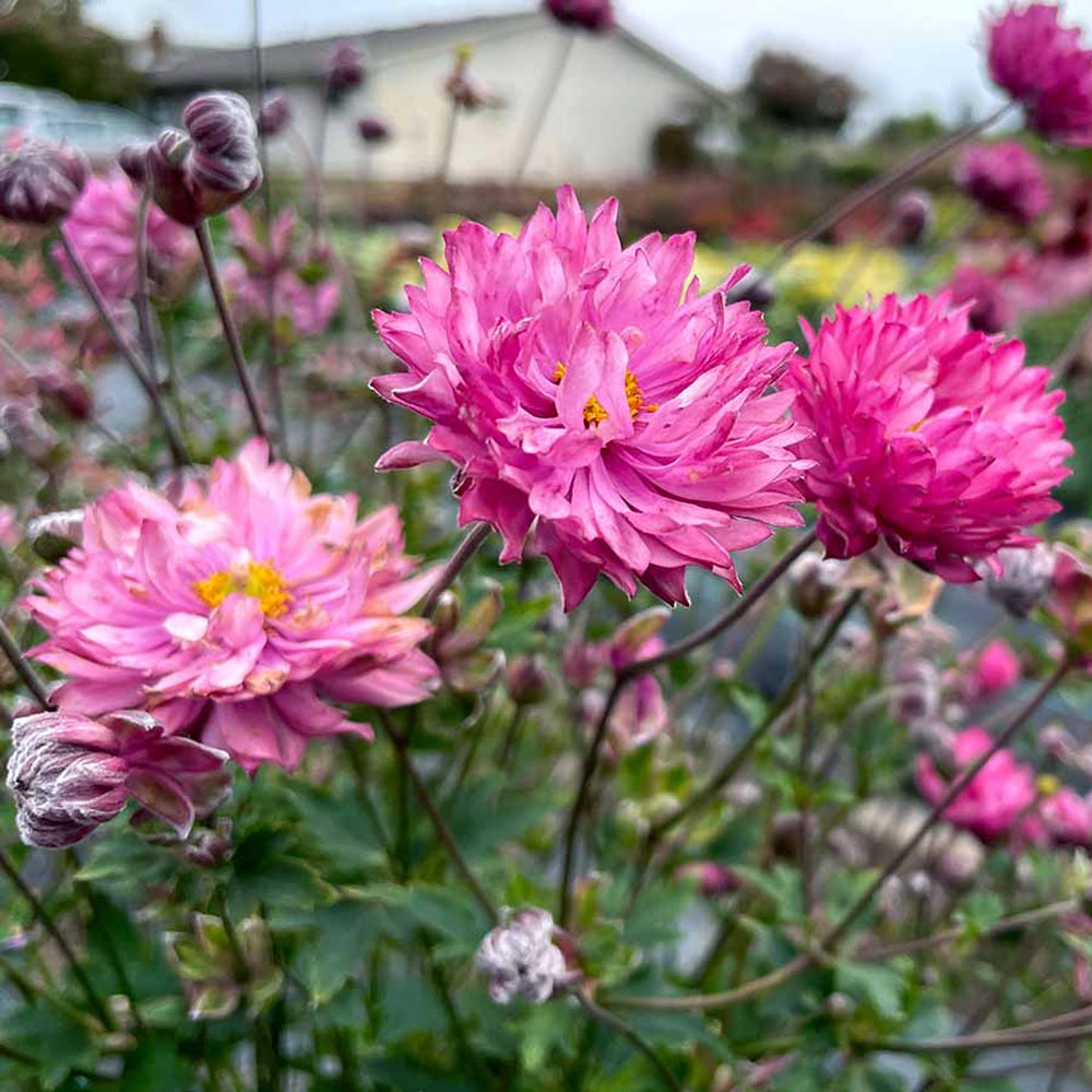 Anemone – Puff Pink Windflower