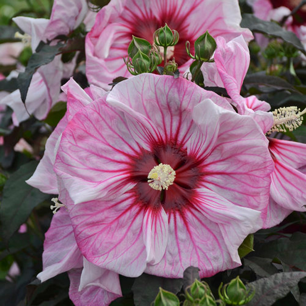 Hibiscus - Summerific Cherry Choco Latte Rose Mallow - Sugar Creek