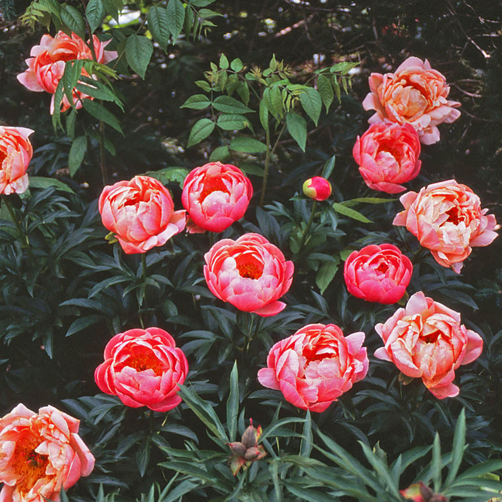 Paeonia – Coral Sunset Peony – Fresh Dug Roots for Fall Planting