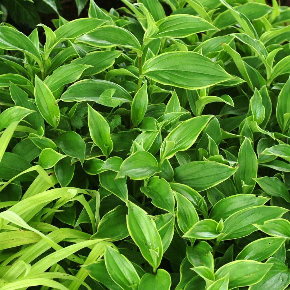 Tricyrtis – Gilt Edge Toad Lily