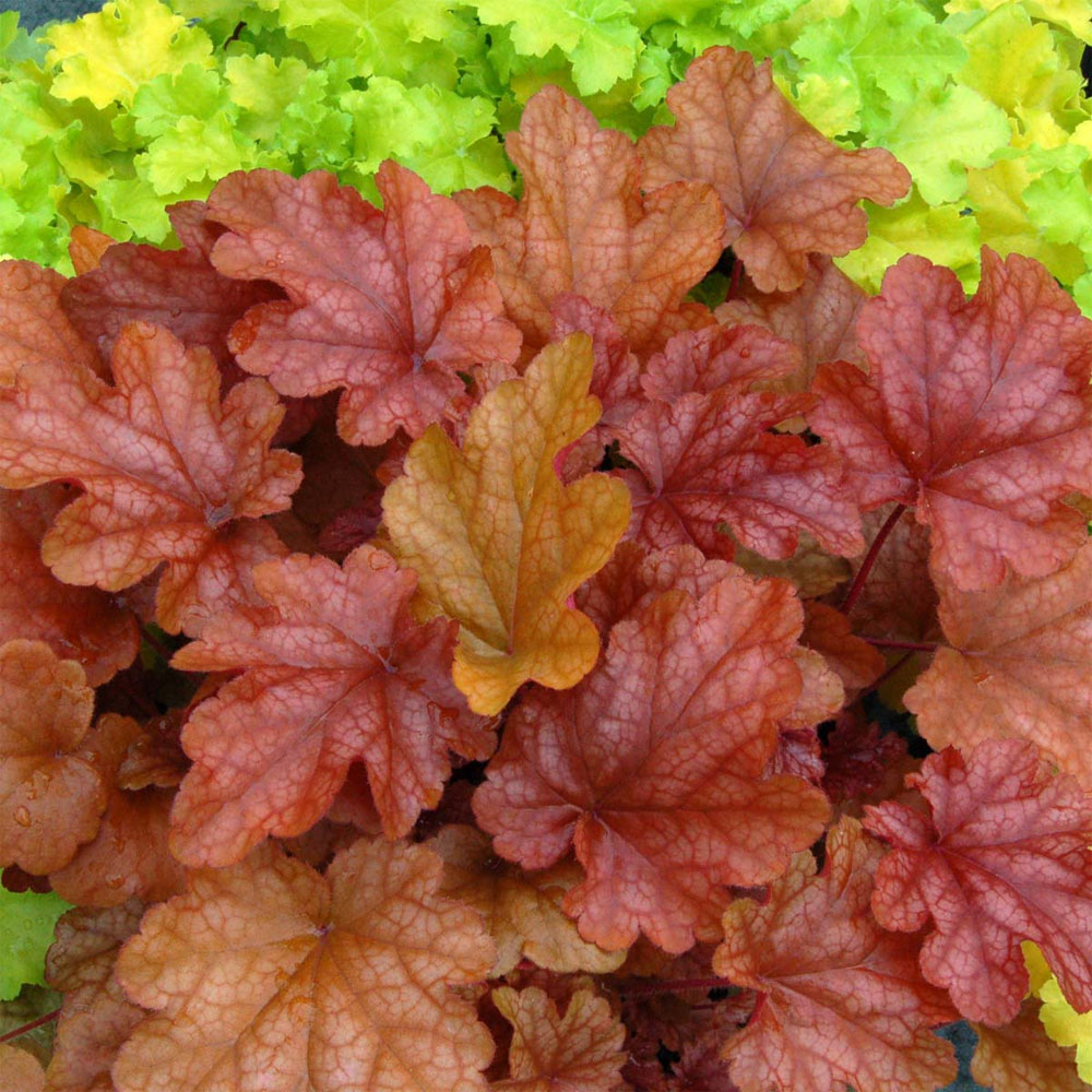 Heuchera – Peach Flambe Coral Bells